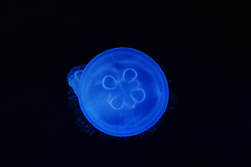 Image showing Fluorescent jellyfish