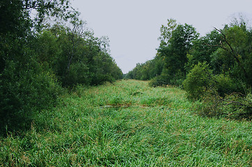 Image showing Grass-grown channel