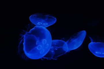 Image showing Fluorescent jellyfish