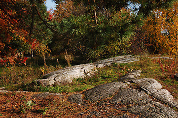 Image showing Autumn in the park