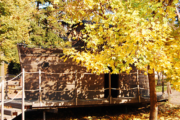 Image showing Maples in the autumn park