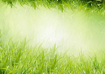 Image showing Background from a grass