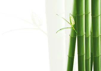 Image showing Bamboo isolated on white