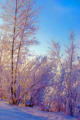 Image showing 	Siberian winter