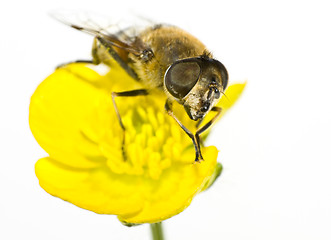 Image showing bee on yellow flower in extreme close up