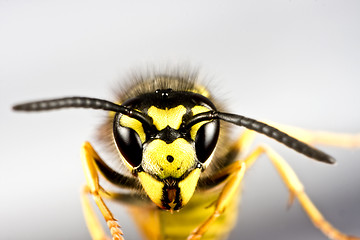 Image showing head of wasp in grey background