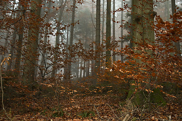 Image showing german forest in autumn