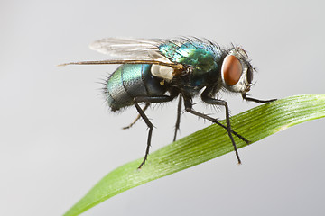 Image showing house fly in extreme close up sitting on leaf