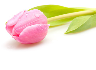 Image showing Pink Tulip