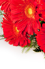 Image showing Gerbera Flower