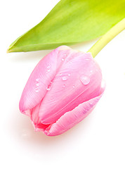 Image showing Pink Tulip 