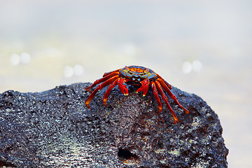 Image showing Sally lightfoot crab on Galapagos