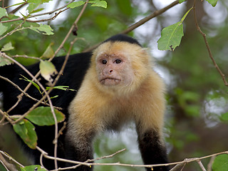 Image showing White faced Capuchin