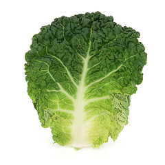 Image showing Savoy Cabbage Leaf