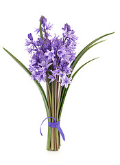 Image showing Bluebell Flowers