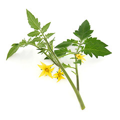 Image showing Tomato Plant Leaf Sprig