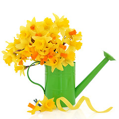 Image showing Daffodil and Narcissus  