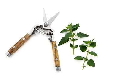 Image showing Secateurs and Marjoram Herb