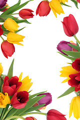 Image showing Tulip Flower Border