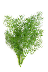 Image showing Dill Herb Leaf Sprig