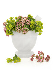 Image showing Valerian and Ladys Mantle Herbs