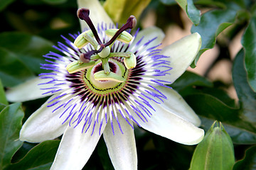 Image showing passion flower