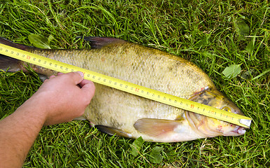 Image showing Measure fish bream Hand hold  tool big catch