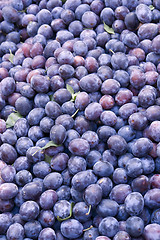 Image showing lots of plums