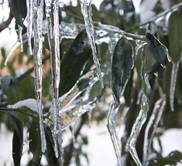 Image showing iced leaves