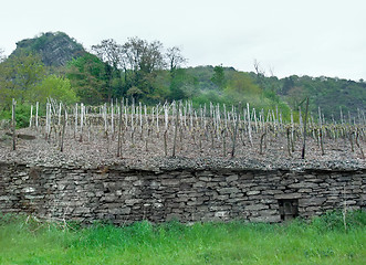 Image showing vineyard in the Vulkan Eifel