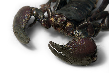 Image showing scorpion face detail