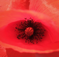 Image showing red corn poppy detail