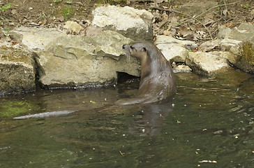 Image showing Otter in waterside ambiance