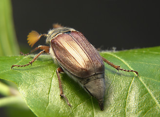 Image showing may beetle sitting on a twig