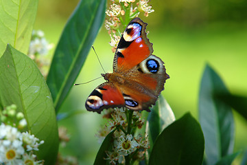 Image showing peacock butterfly in green back