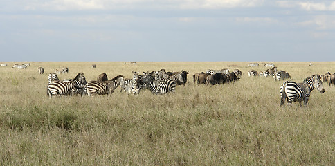 Image showing Serengeti animals in high grass