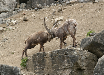 Image showing fighting Alpine Ibex