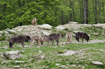 Image showing pack of Gray Wolves