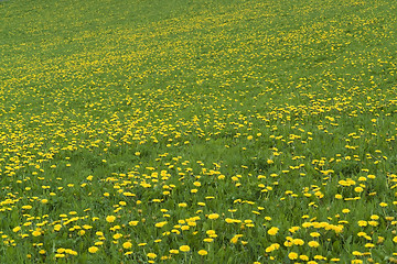 Image showing flowery grassland