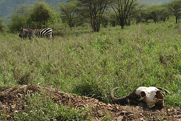 Image showing african vegetation with Zebra and skull