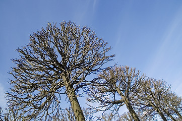 Image showing Trees on a background of the sky