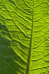Image showing sunny geeen leaf closeup