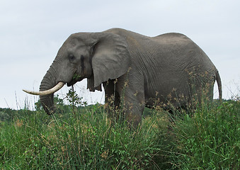 Image showing Elephant in high grown grass