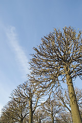 Image showing Trees on a background of the sky