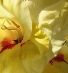 Image showing yellow gladiolus flower closeup