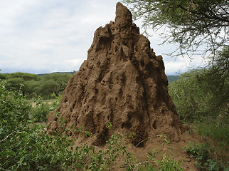 Image showing termite hill in Africa