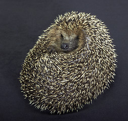 Image showing rolled-up hedgehog in dark back