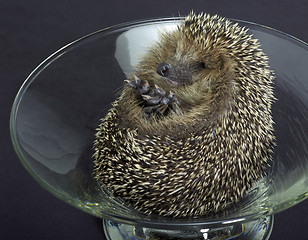 Image showing hedgehog in a glass bowl