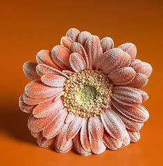 Image showing iced gerbera flower