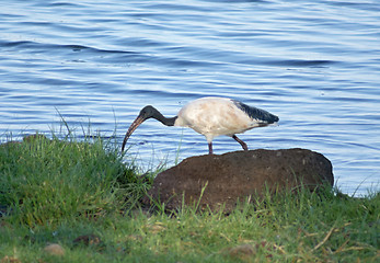 Image showing African Sacred Ibis